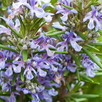 Rosemary Seeds – Violet