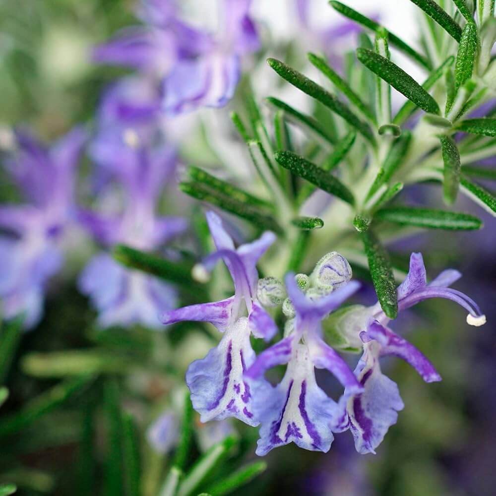 Rosemary Seeds – Violet