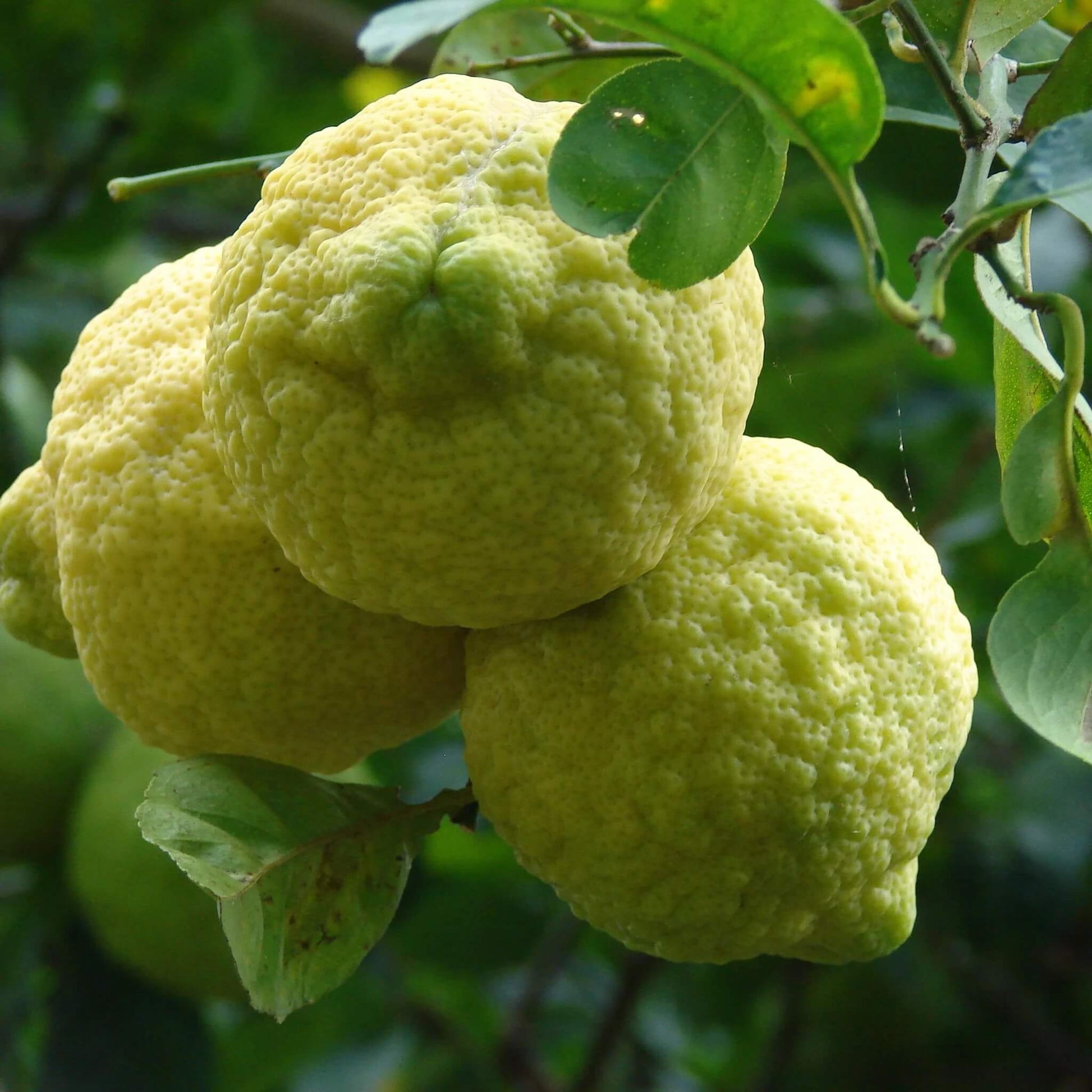 Rough Lemon Seeds – Hardy Citrus