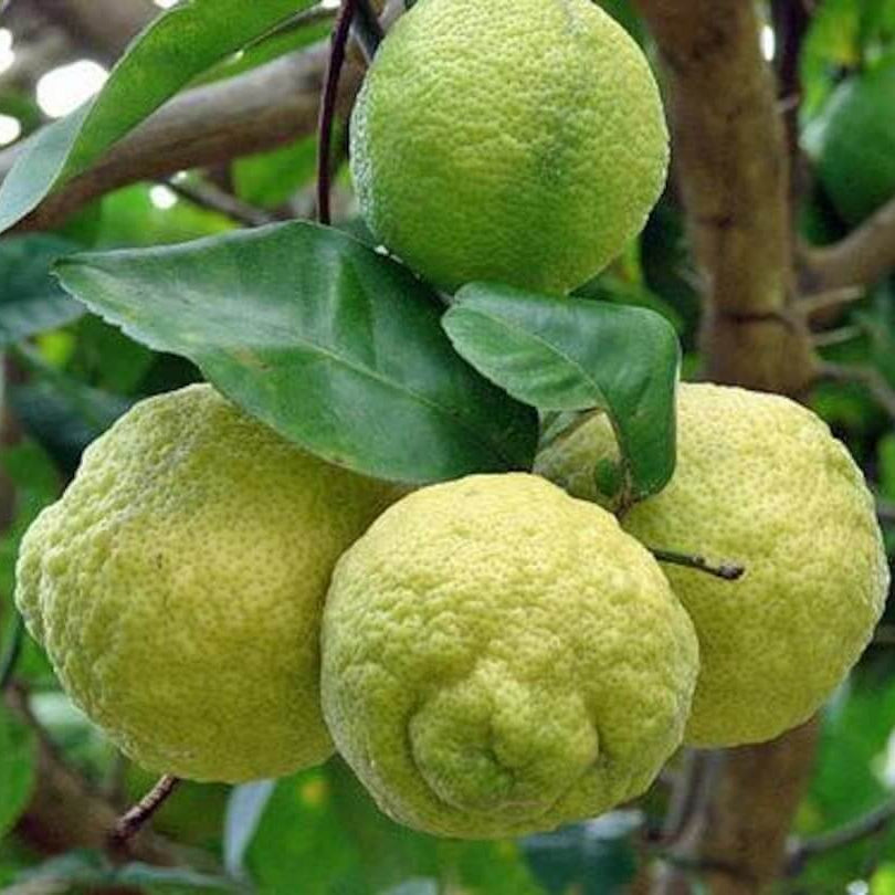 Rough Lemon Seeds – Hardy Citrus
