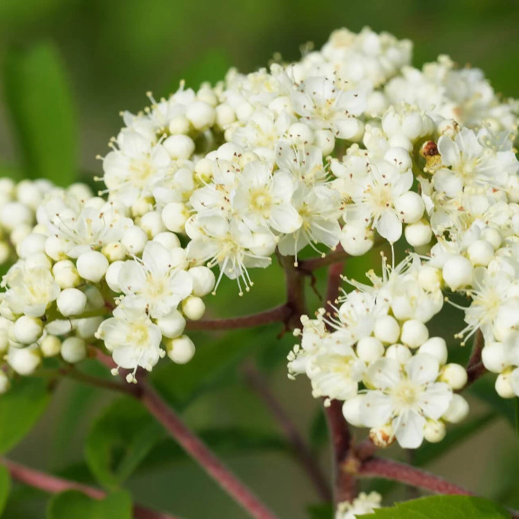 Rowan Tree Seeds - Flower Plant