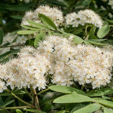 Rowan Tree Seeds - Flower Plant