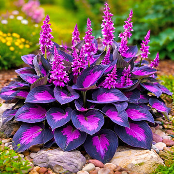 RoyalLeafHostaSeeds-FlowerPlant