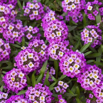 Royal Carpet Alyssum Seeds