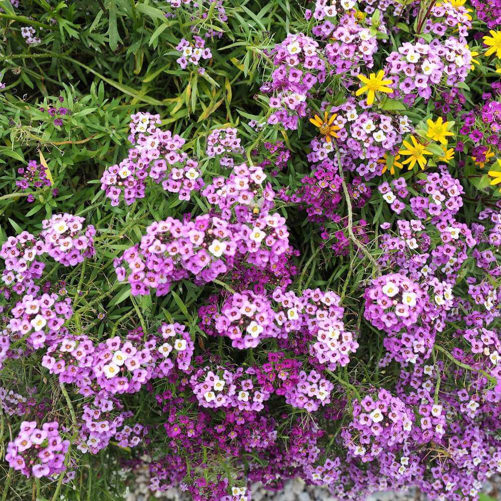Royal Carpet Alyssum Seeds