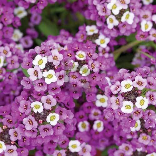 Royal Carpet Alyssum Seeds