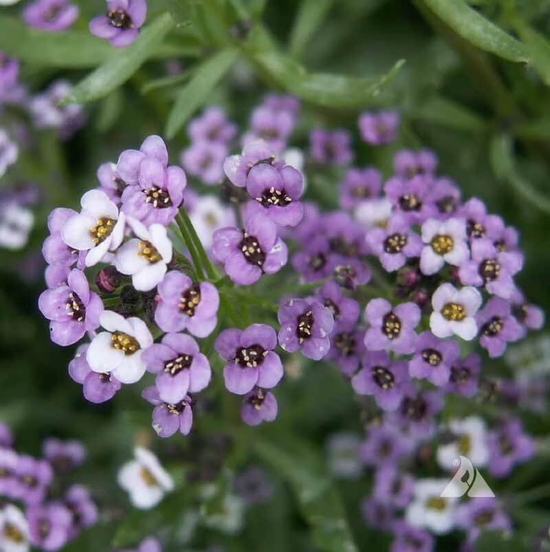 Royal Carpet Alyssum Seeds