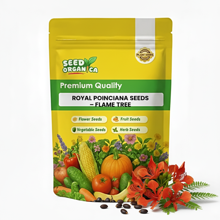 Royal Poinciana Seeds – Flame Tree