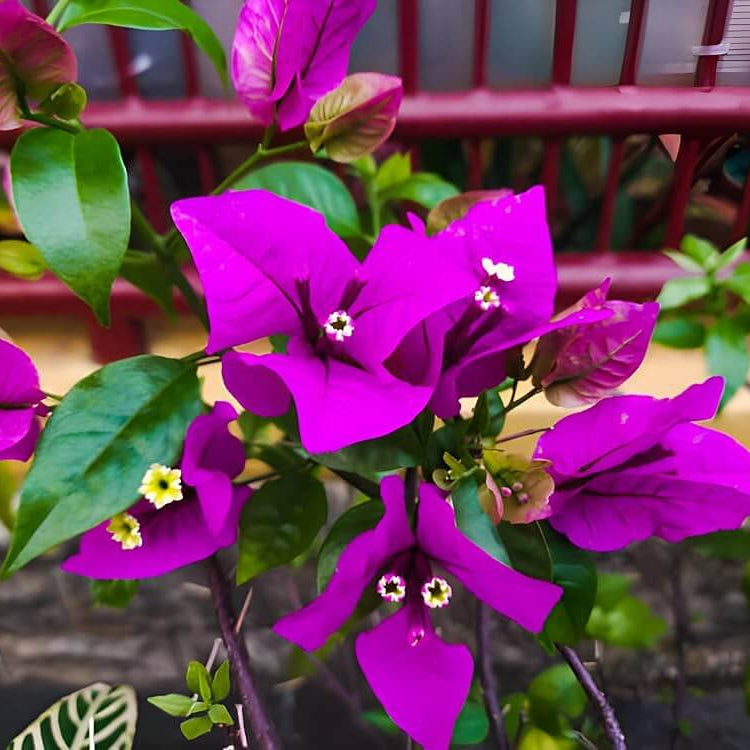 Royal Purple Bougainvillea Seeds 