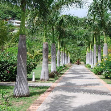 Roystonea Regia Seeds - Flower Plant