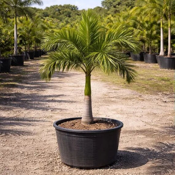 Roystonea Regia Seeds - Flower Plant