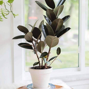Rubber Plant Seeds