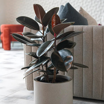 Rubber Plant Seeds for Planting