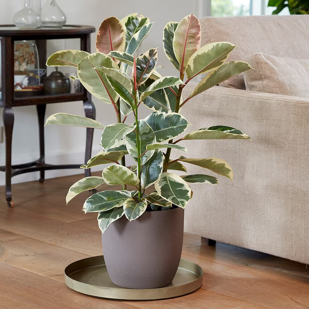 Rubber Plant Seeds for Planting