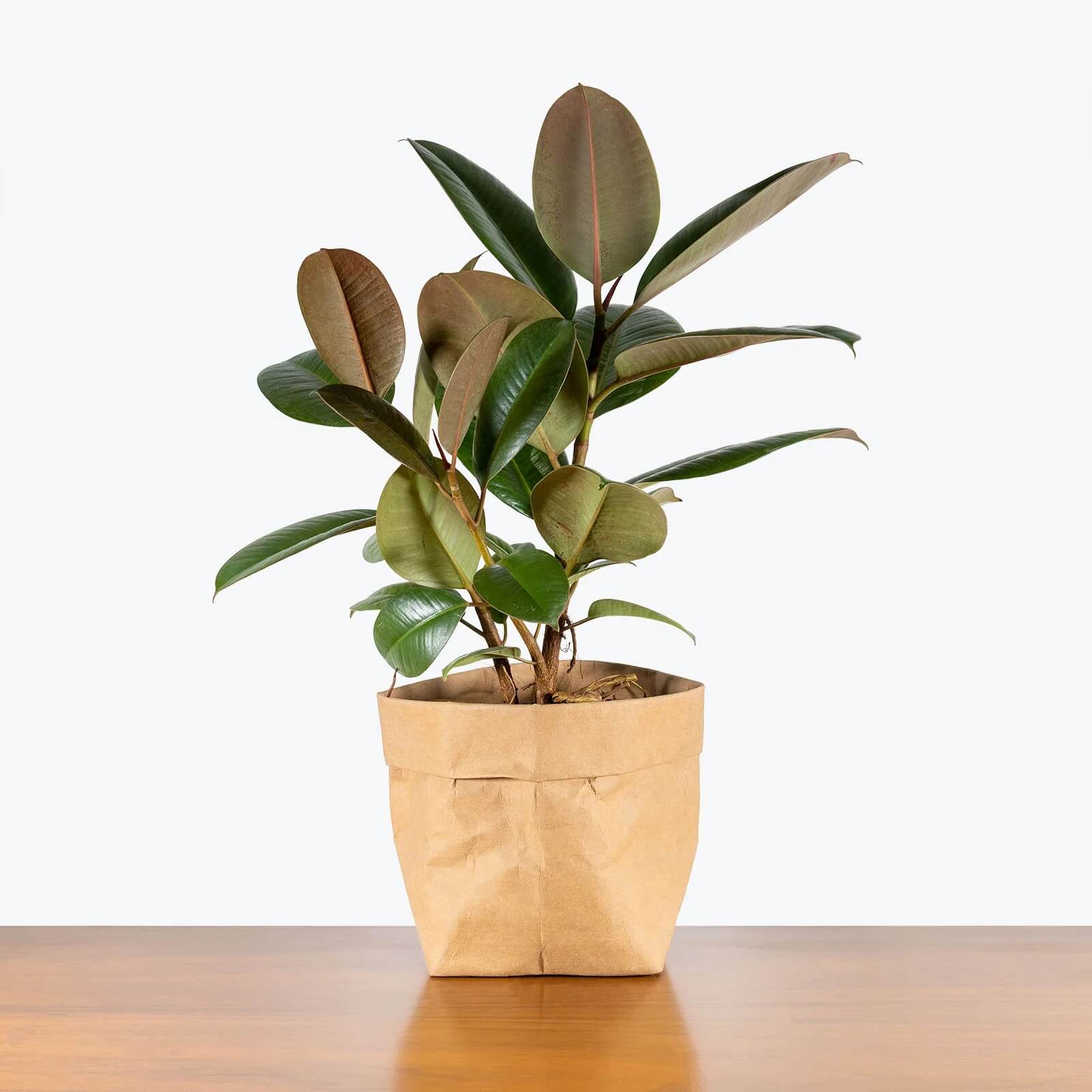 Rubber Plant Seeds for Planting