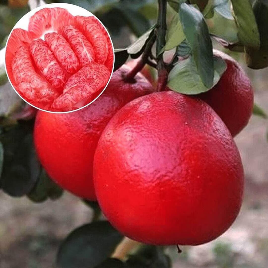 Ruby Red Pomelo Seeds 