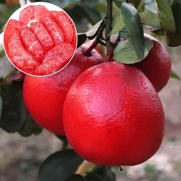 Ruby Red Pomelo Seeds 