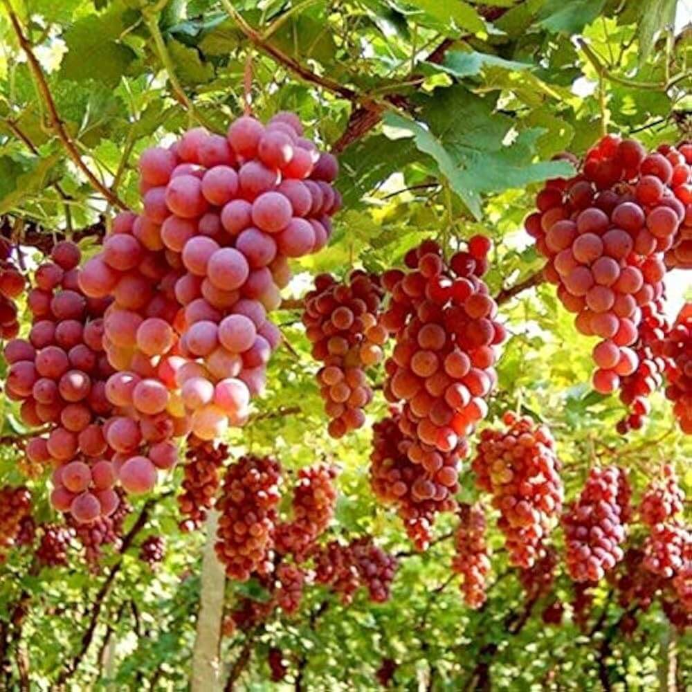 Ruby Roman Grape Seeds