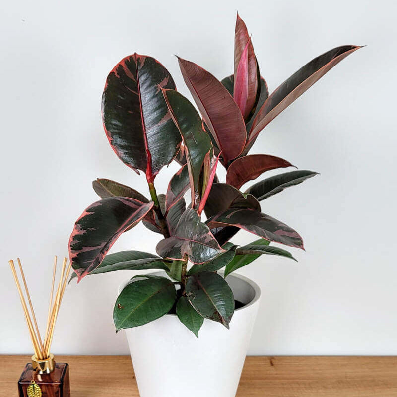 Ruby Rubber Plant Seeds