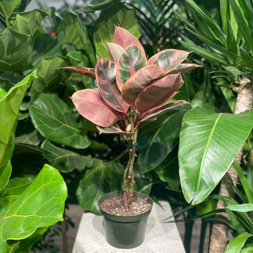Ruby Rubber Plant Seeds