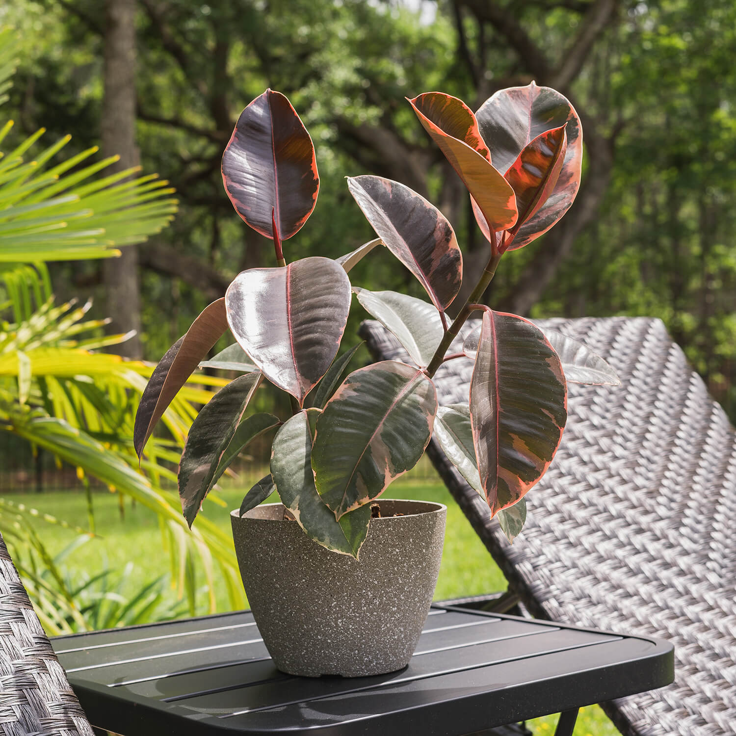 Ruby Rubber Plant Seeds