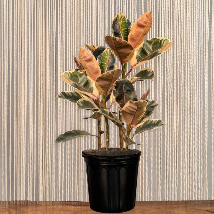 Ruby Rubber Plant Seeds