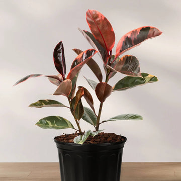 Ruby Rubber Plant Seeds