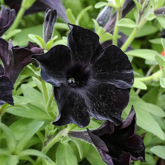 Ruby Tuesday Calandrinia Seeds 