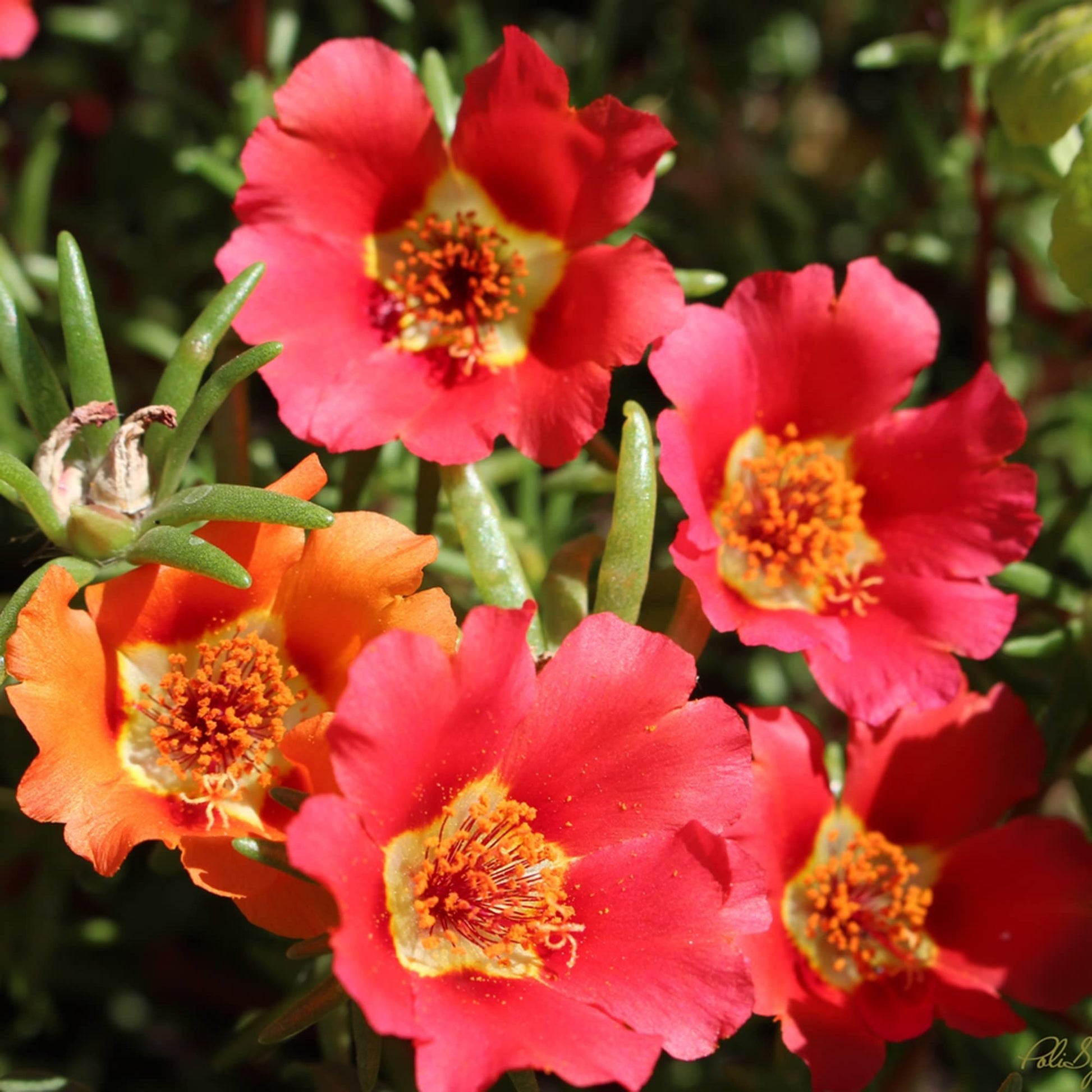 Ruby Tuesday Calandrinia Seeds 