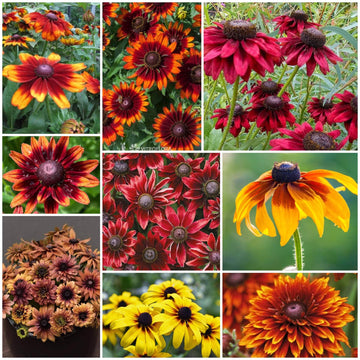 Rudbeckia Black-eyed Susan Seeds - All In One For Home Gardens
