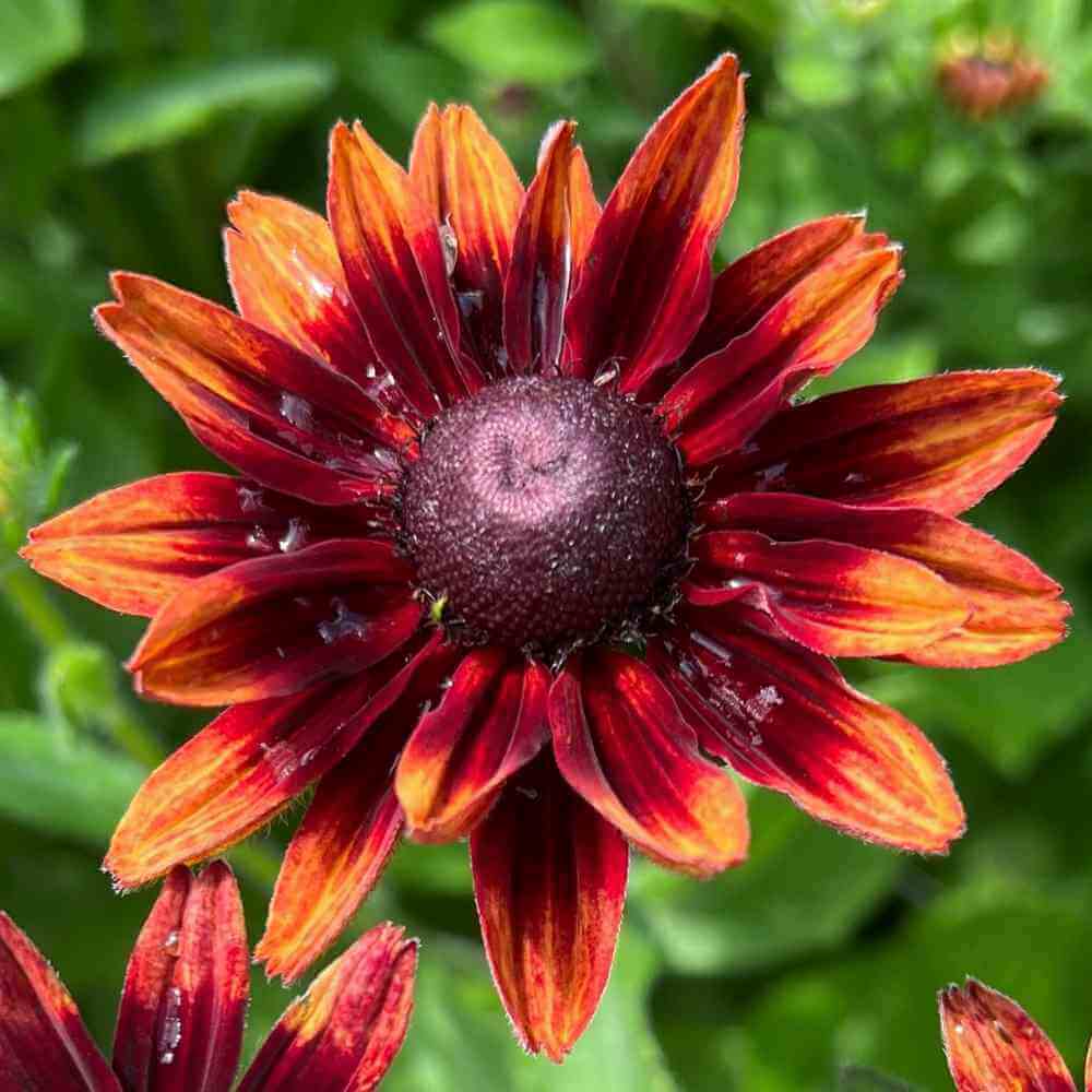 Rudbeckia Black-eyed Susan Seeds - All In One For Home Gardens