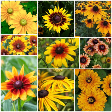 Rudbeckia Seeds - All In One For Home Gardens