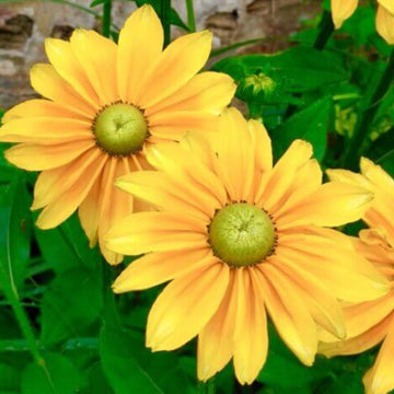 Rudbeckia Seeds - All In One For Home Gardens