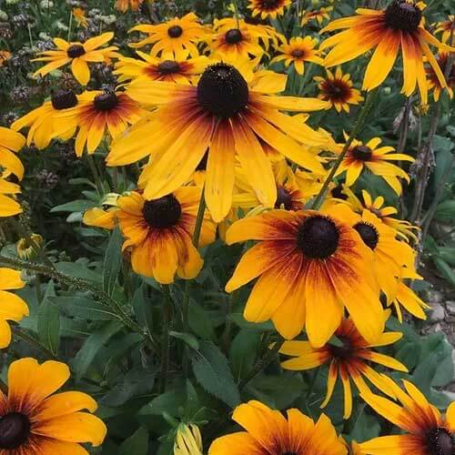 Rudbeckia Seeds - All In One For Home Gardens