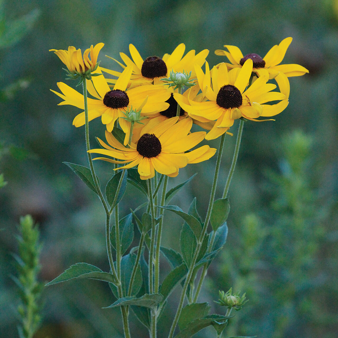 Rudbeckia Seeds - Flower Plant for Home Gardens