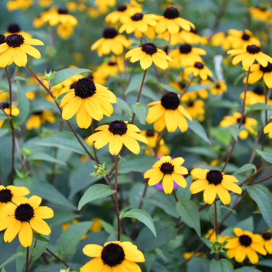 Rudbeckia Seeds - Flower Plant for Home Gardens
