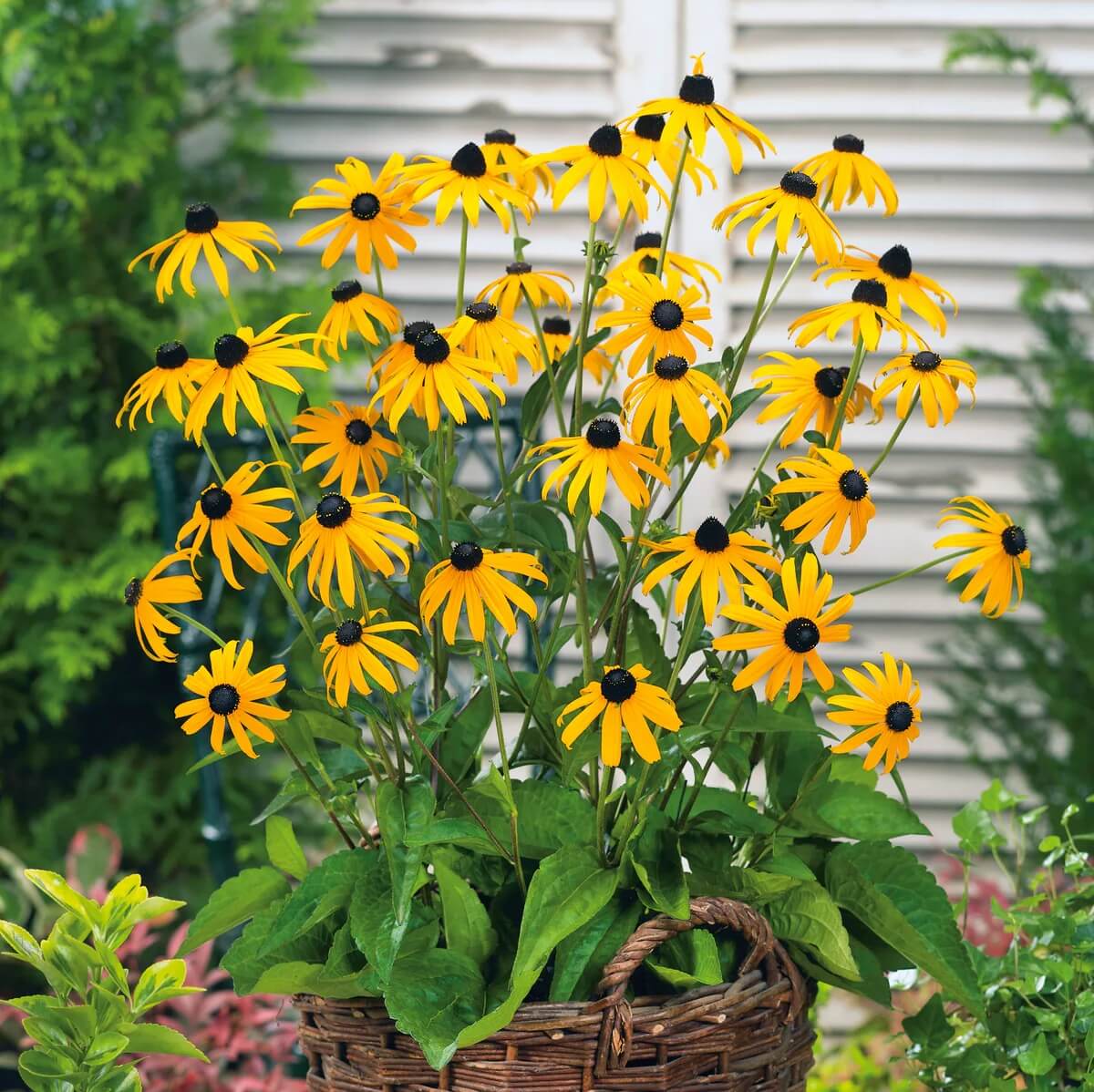 Rudbeckia Seeds - Flower Plant for Home Gardens