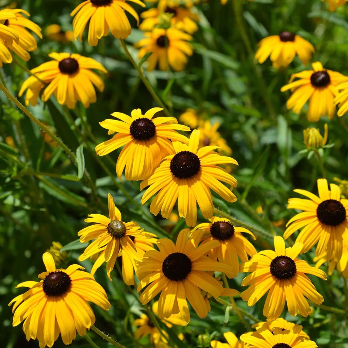 Rudbeckia Seeds - Flower Plant for Home Gardens