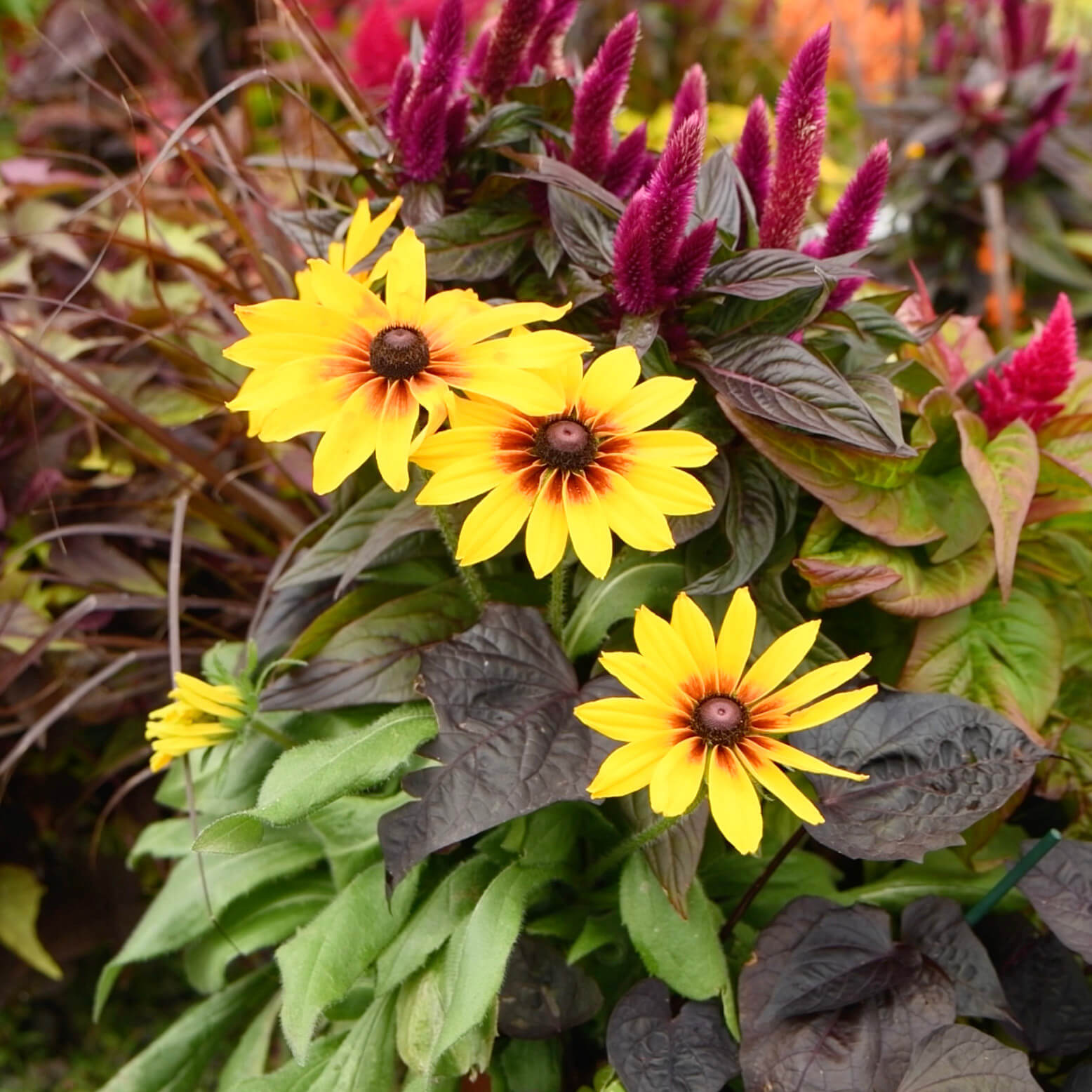Rudbeckia Seeds - Flower Plant for Home Gardens