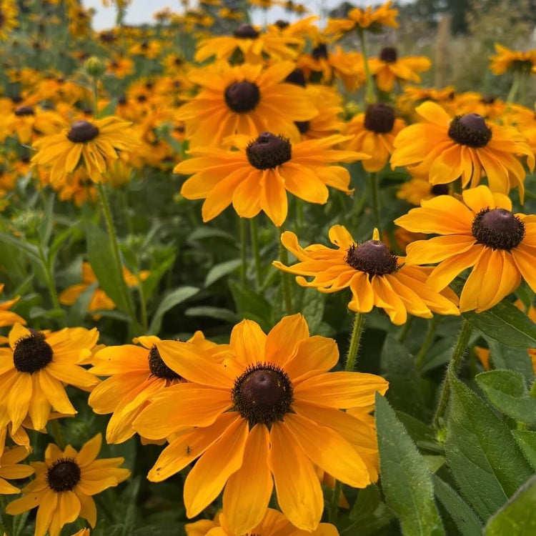 Rudbeckia Seeds - Flower Plant for Home Gardens
