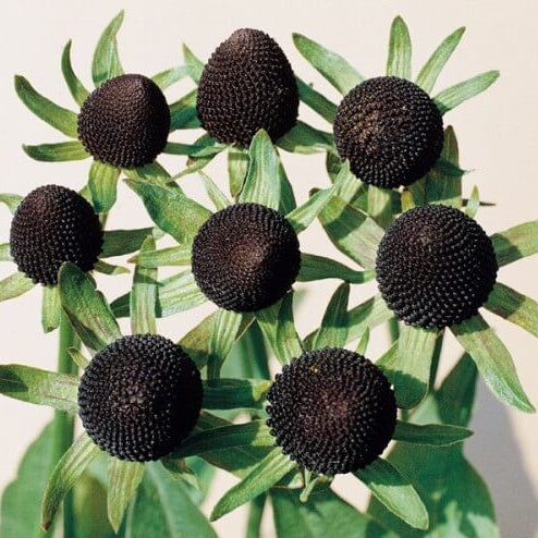 Rudbeckia Seeds – Green Wizard 