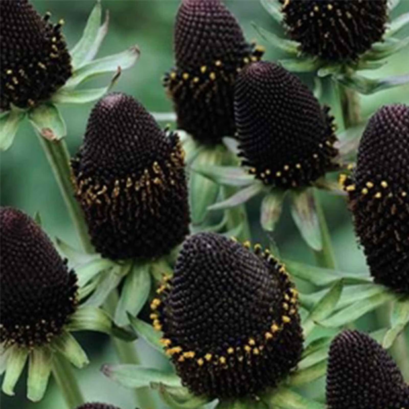 Rudbeckia Seeds – Green Wizard