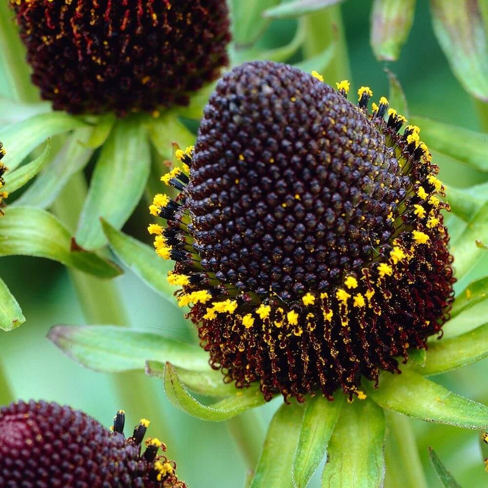 Rudbeckia Seeds – Green Wizard