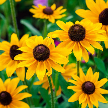 Rudbeckia Seeds – Goldeneye