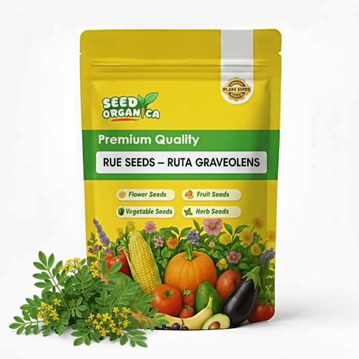 Rue Seeds – Ruta Graveolens