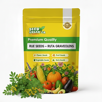 Rue Seeds – Ruta Graveolens