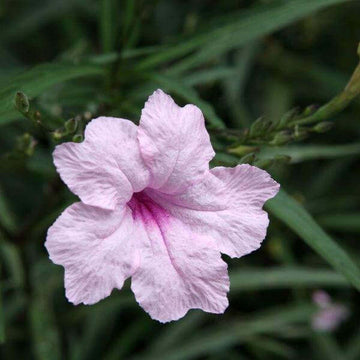 Mexican Petunia Seeds – Ruellia Simplex