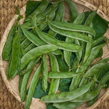Runner Bean Seeds - Green