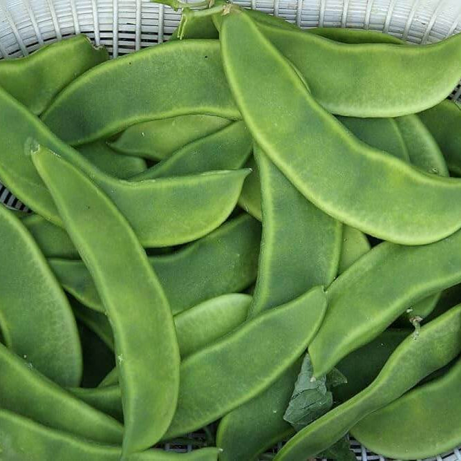 Runner Bean Seeds