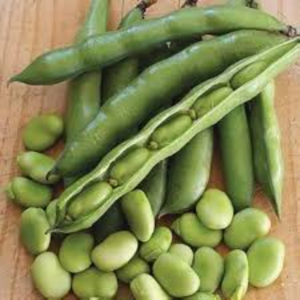 Runner Bean Seeds
